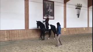 Achal Tekkiner Degni Shael im spanischen Schritt / Akhal teke Degni Shael show Spanish walk