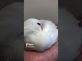 飼い主が傍にいるのを確認しながら安心して眠る文鳥 bird sleeping peacefully when they see their pet owner 文鳥 birds