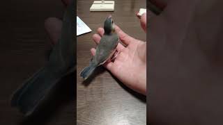 飼い主の手を噛む文鳥