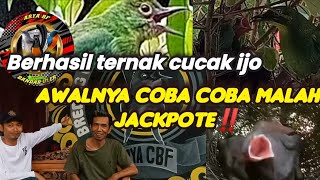 BEGINI CARA MAS AAN TERNAK CUCAK IJO DI KANDANG AVIARY❗