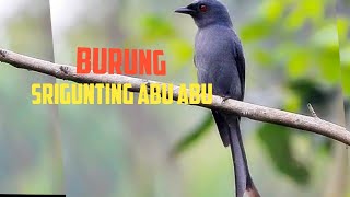 Seramnya Suara Tembakan Burung Srigunting Rambut Gimbal