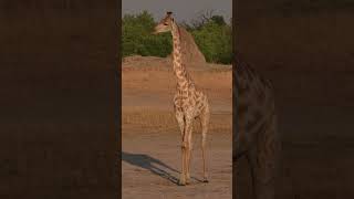 Travel like me to see for yourself how graceful giraffes really are #ad