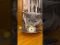 A cat watches a cat eat a quail egg with bated breath ₽[😜] #cat #food #shortsfeed