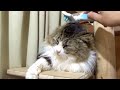 保護猫ボス吉、マッサージブラシでメロメロに！　boss cat satisfied with massage brush.