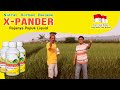 Hasil Penggunaan X-PANDER Pupuk Liquid Pada Tanaman Padi - Pupuk Liquid X-PANDER