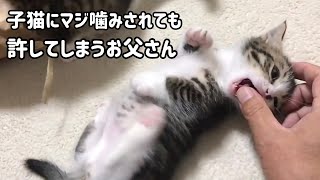 子猫にちょいマジ噛みされても許してしまうお父さん