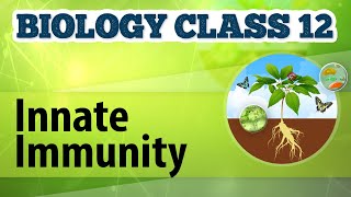 Innate Immunity - Human Health & Diseases - Biology Class 12