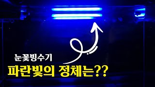 애프터눈 프리미엄 눈꽃빙수기 - 파란빛의 정체를 알려드립니다. (ice snowflake bingsu - uv sterilization)