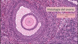 Genital femenino. Histología del ovario