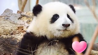 我们都爱小和花❤️🌸🐼 We all love He Hua | Panda HeHua【大熊猫和花】