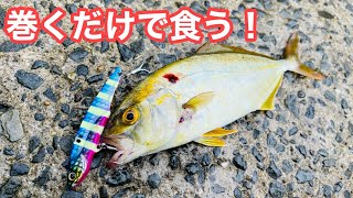 【簡単に釣れすぎました】このルアー巻いたら食って来た！飲ませもヒット【ショアジギング/飲ませ釣り】