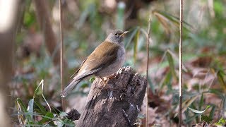 権現山バードサンクチュアリのシロハラ（雄）その１１（4K60P動画）