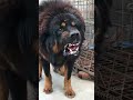 5 most deadliest and dangerous dog breeds in the world 🔥🌎 shorts dog