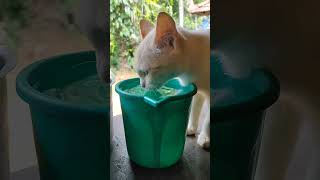 നന്നായി വെള്ള൦  കുടിക്കണ൦😍#catvideos #catlove #youtubeshorts #viralshorts #healthytips #pets #rinus