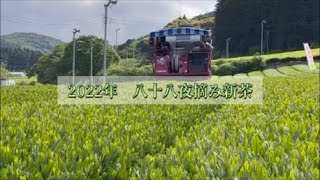 2022年八十八夜摘み新茶　The first tea of the season,Japanese green tea