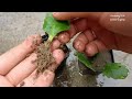 how to grow kalanchoe plant from kalanchoe leaves with 100% success