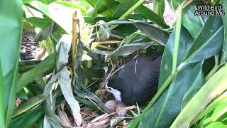 Old man finds for magazines Protect the eggs - loose birds Keep the ball out of the wind!‼️