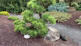 Pinus thunbergiana ' Hakuho ' Dwarf Japanese Black Pine  April 2, 2020