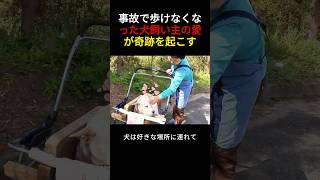 事故で歩けなくなった犬...飼い主の愛が奇跡を起こすまで