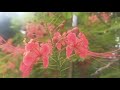 ផ្កាក្ងោក ដើមក្ងោក best beautiful flowers in cambodia