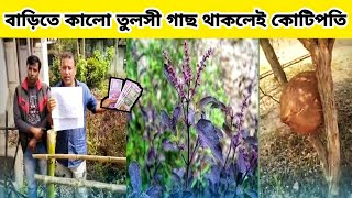 কালো তুলসী বা কৃষ্ণ তুলসী বাড়িতে কিভাবে আপনারা টেস্ট করবেন||How To Function Test Black Tulsi 2023