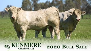 Kenmere Charolais 2020 Bull Sale