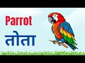 10 birds name in english and hindi birds name pakshiyon ke naam birds birds names