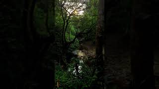 കാട്ടരുവി വയനാട് ഫോറസ്റ്റ് | jungle stream | forest stream