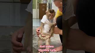 Monkey Lyly is so naughty #shorts #monkey #youtubeshorts #viral #funny #animals