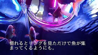 【アクア】餌が散らばらないフィーダーを手作りで　Feeding ring for fish (with English subtitles)