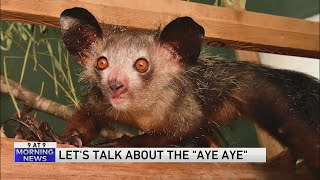 Have you heard of an 'aye aye?'