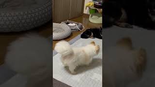 心臓病＋てんかん発作持ちの愛犬メル🐶自分の尻尾を追いかけて、回って、回って、回る〜♪