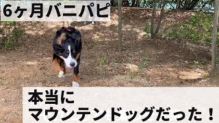 甘えたバニがマウンテンドッグの意地を見せる！【バニパピ】