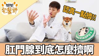 【柴犬抖宅大人】問問宅醫師EP4-狗狗肛門腺需要擠嗎？要怎麼擠啊？