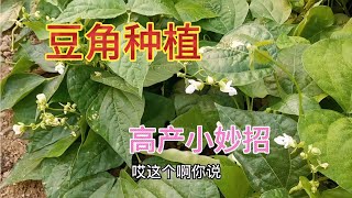 豆角光长秧子不开花不用慌，做好这三点管理，朵朵小花开满架