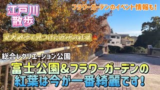 【江戸川散歩56】休日に愛犬2匹と公園散歩したら紅葉が綺麗だった、イベント情報や餅つき大会にも偶然参加でき満足な一日！