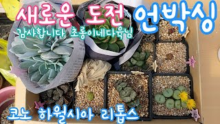 새로운 도전 : 하월시아, 코노, 리톱스 언박싱 그리고 초롱이네다육이 유튜버님의 선물 라우톱과 드라큘라 언박싱 多肉植物 Korean succulents