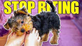 How to Stop Your Yorkshire Terrier from Biting!