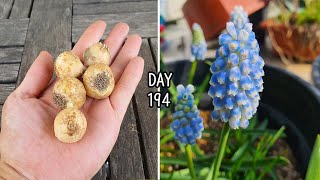 How to Grow Grape Muscari Bulbs in Pots