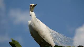 Wild Sri Lanka - Kandy Lake and its wildlife