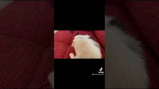 【子猫】昔と今の喧嘩違いすぎ笑