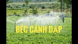 Béc cánh đập Taiwan ,béc cánh đập phi 21