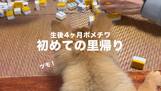 社交性◎の子犬でも見知らぬ土地/人にはビビるのか！？