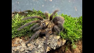 Phormictopus auratus, Cuban Bronze Tarantula  rehouse and care