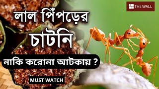 Can Ant Chutney Cure Covid? | লাল পিঁপড়ের চাটনি খেলে করোনা সারে? 🤔😮 #Ant #TheWallBengaliNews #Covid