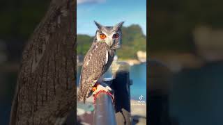 フクロウと岩地海水浴場に行ってきたホー