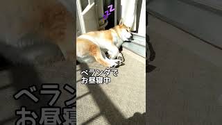 【真冬のベランダで日向ぼっこする柴犬】#shorts #柴犬 #dog #日向ぼっこ #昼寝#おもしろい犬 #かわいい犬 #癒し