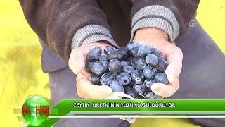 Zeytin, üreticinin yüzünü güldürüyor