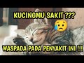 PENYAKIT KUCING YANG BISA MENULAR KE MANUSIA!!!!