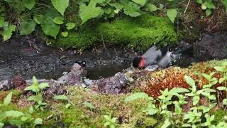 ウソ♂♀水浴び－230707富士山奥庭荘 57秒